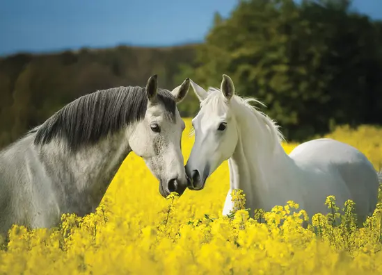 Работен календар PK 313 готова глава - коне