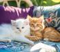Работен календар РК Марина готов дизайн - котенца