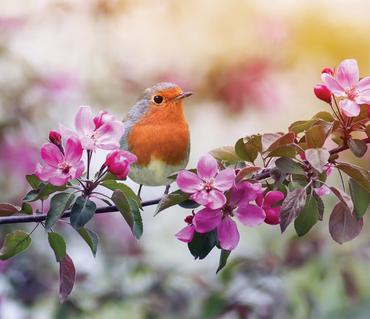 Работен календар РК Мини готова глава - птица